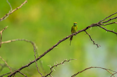 Low angle view of bird perching on tree