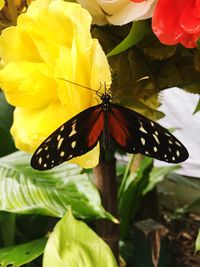 Close-up of butterfly pollinating on yellow flower