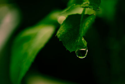 Close-up of raindrops on leaf