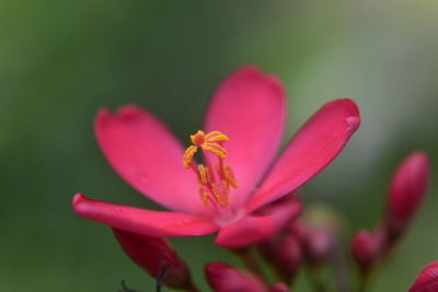 Close-up of flower blooming outdoors