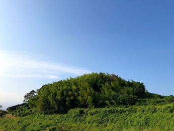 Trees growing on land against sky