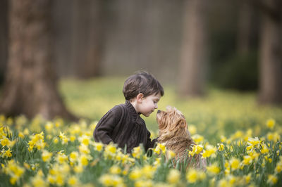 Boy is sitting on the ground on a daffodil field with his dog a yorkshire terrier - his best friend