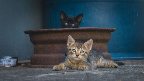 Portrait of cat sitting outdoors