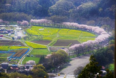 High angle view of agricultural field