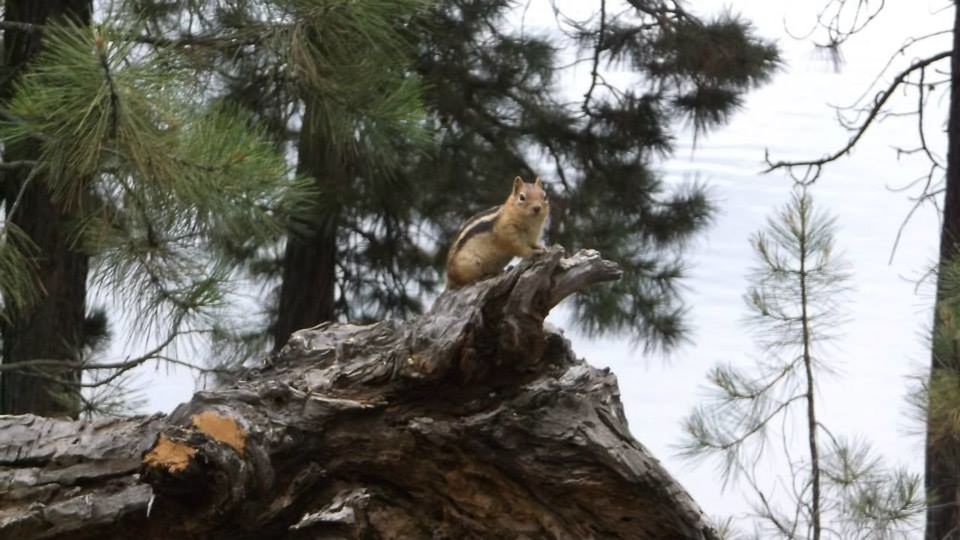 LOW ANGLE VIEW OF BIRD PERCHING ON TREE TRUNK