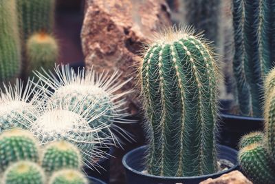 Close-up of cactus growing outdoors