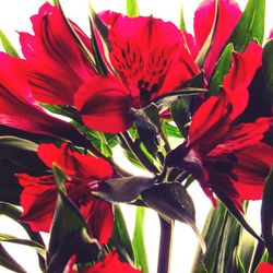 Close-up of red flowers