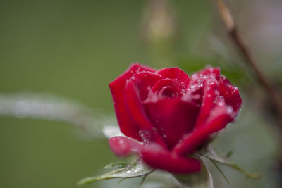 Close-up of wet red rose