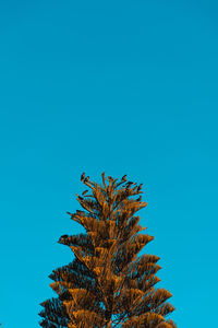 Low angle view of palm tree against blue sky