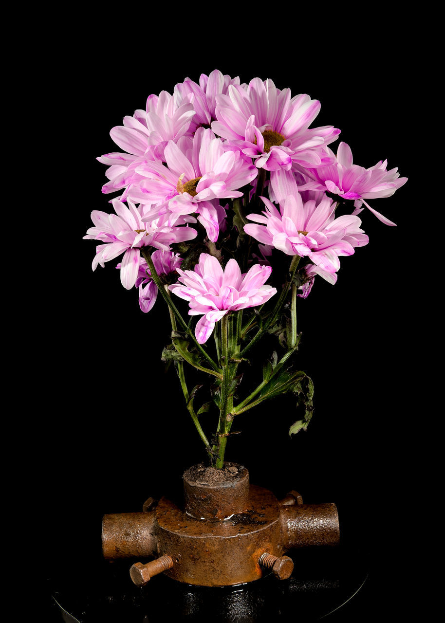 flower, flowering plant, plant, black background, freshness, beauty in nature, studio shot, fragility, nature, pink, indoors, flower head, close-up, inflorescence, vase, petal, no people, purple, floristry, growth, still life photography, cut out, floral design, flower arrangement