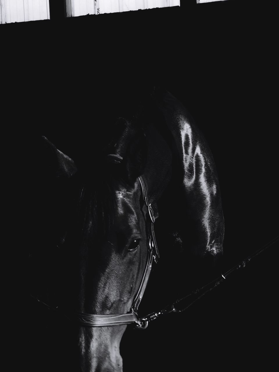 CLOSE-UP OF HORSE IN MOUTH