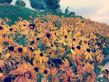 Close-up of flowers growing on field against sky