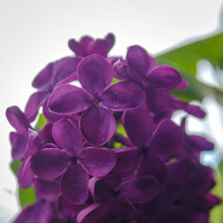 Close-up of purple orchids