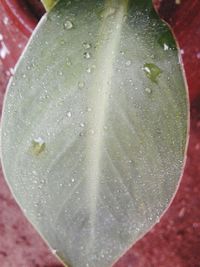 Close-up of water drops on leaf