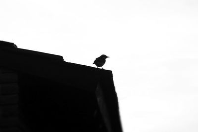 Low angle view of silhouette bird perching against clear sky