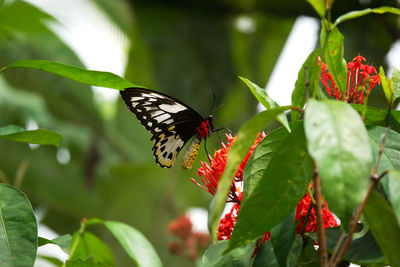 Close-up of butterfly pollinating on red flower