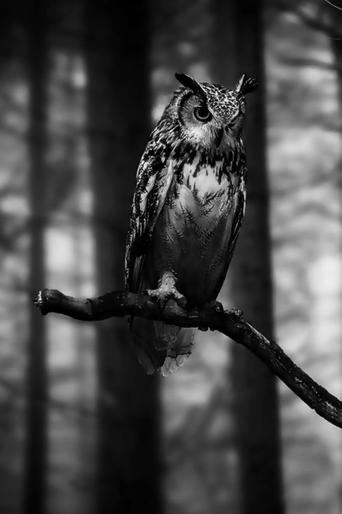 bird, animal themes, one animal, animals in the wild, wildlife, perching, focus on foreground, branch, close-up, full length, beak, nature, side view, outdoors, day, no people, zoology, selective focus, bird of prey, looking away