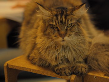 Close-up of cat sitting