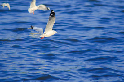 Seagull flying over sea