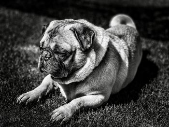 Close-up of a dog