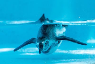 Close-up of fish in water