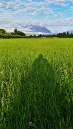 Scenic view of field against sky