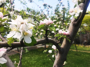 Close-up of white cherry blossom tree