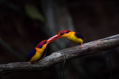 Close-up of parrot perching on tree branch