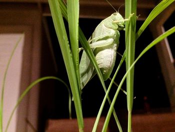 Close-up of lizard on plant