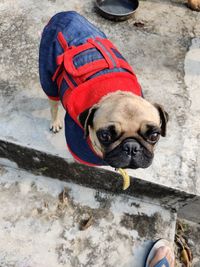 Portrait of dog in park