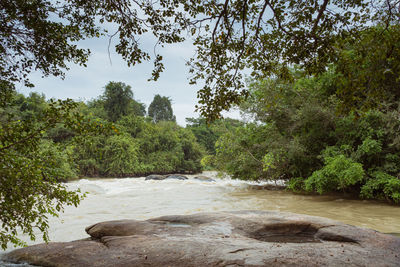 Scenic view of river amidst trees in forest against sky