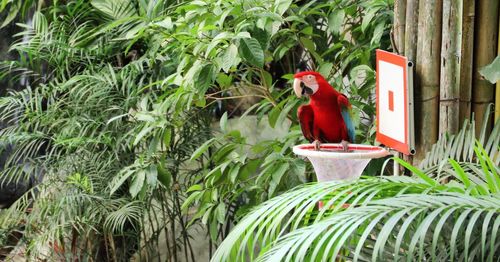 View of a bird on plant in yard