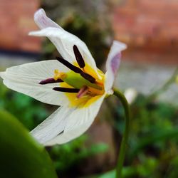 Close-up of yellow flower against blurred background