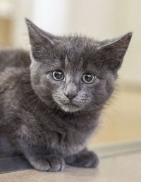 Close-up portrait of cat