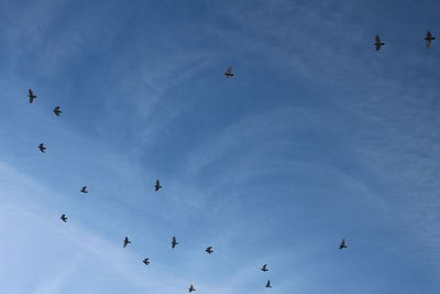 Low angle view of birds flying in sky