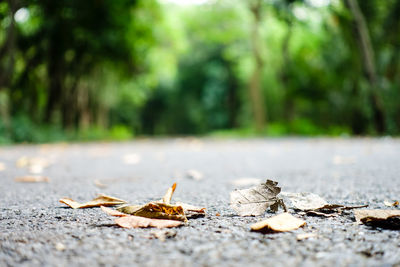 Close-up of dry leaves on road