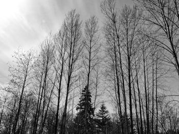 Low angle view of bare trees in forest against sky