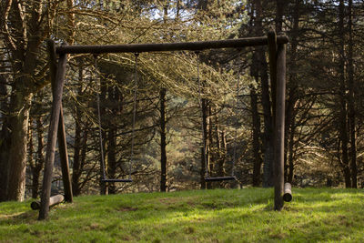 Trees on field in forest