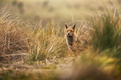 Portrait of an animal on land