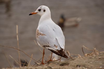 Close-up of seagull perching outdoors