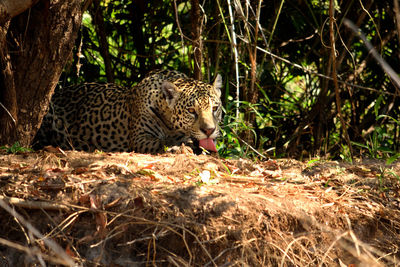 Jaguar female on rio cuiaba riverbank, porto jofre, pantanal, brazil.