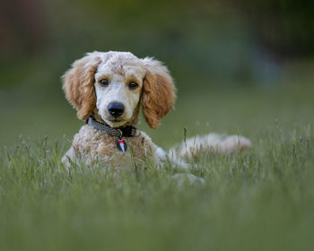 Portrait of dog on field