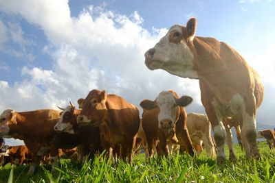 Sheep grazing on grassy field