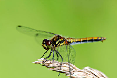 Close-up of dragonfly on plant