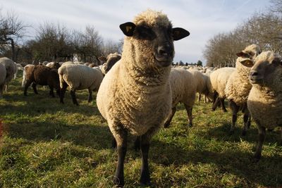 A flock of sheep in a meadow next to an avenue of walnut trees. 