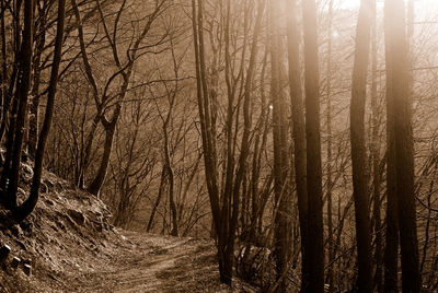 Bare trees in forest during winter