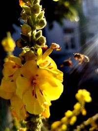 Close-up of yellow flowering plant