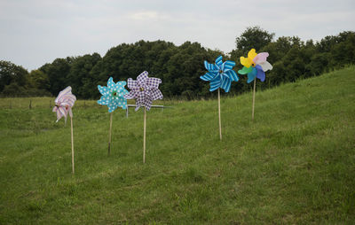 Purple flowers blooming in field