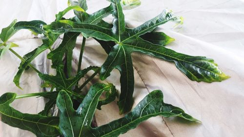 High angle view of fresh green leaves on table