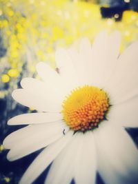 Close-up of white flower